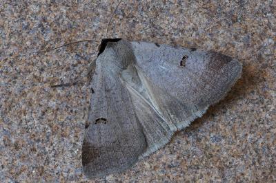Lygephila craccae