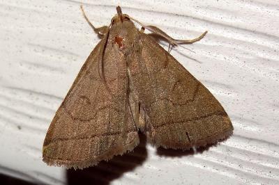 Herminia tarsipennalis