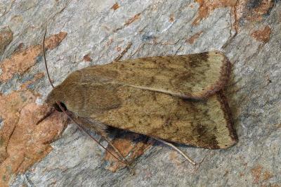 Helicoverpa armigera