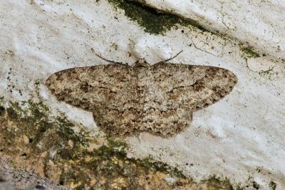 Ectropis crepuscularia