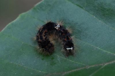 Wittia sororcula