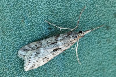 Eudonia angustea