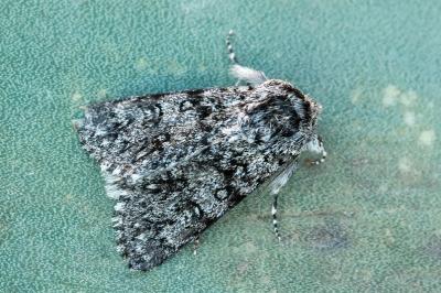 Acronicta euphorbiae