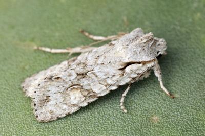 Lithophane ornitopus