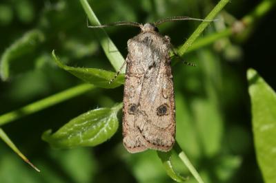 Agrotis segetum