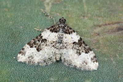 Xanthorhoe sardisjuncta