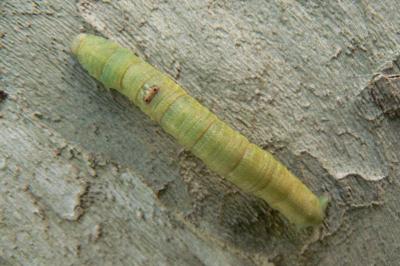 Opisthograptis luteolata