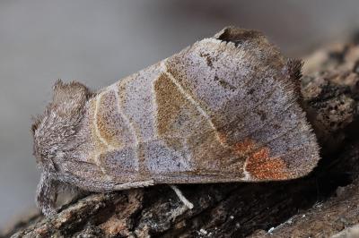Clostera pigra