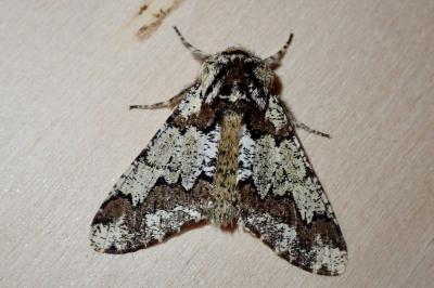 Biston strataria