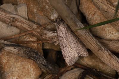 Pachycnemia hippocastanaria hippocastanaria