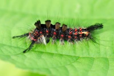 Orgyia antiqua