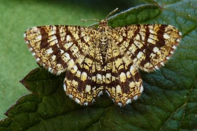 Chiasmia clathrata