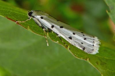 Myelois circumvoluta