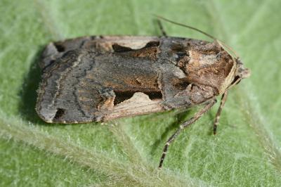 Xestia c-nigrum
