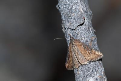 Hypena obesalis