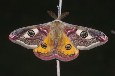 Saturnia pavonia