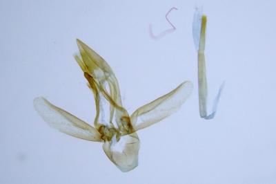 Ancylosis cinnamomella