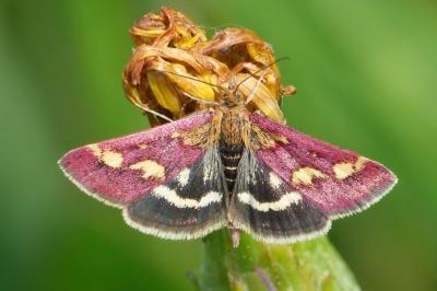 Pyrausta purpuralis