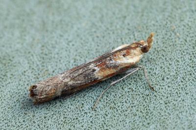 Ancylosis cinnamomella