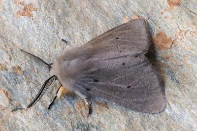 Diaphora mendica
