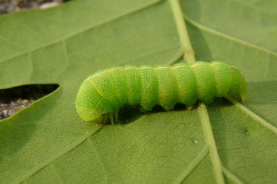 Dryobotodes eremita