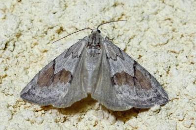 Pennithera ulicata