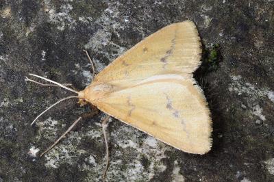 Aspitates ochrearia