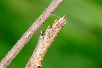 Angerona prunaria