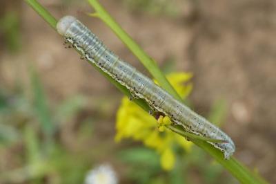 Eremobia ochroleuca