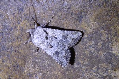 Anarta sodae