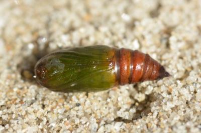 Cabera exanthemata
