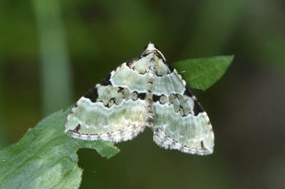 Colostygia pectinataria