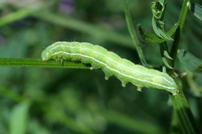 Amphipyra tragopoginis