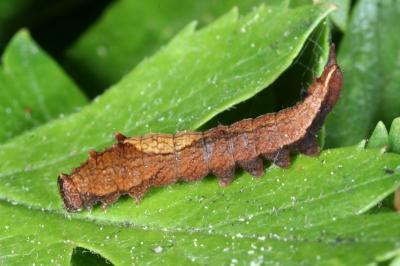 Cilix glaucata