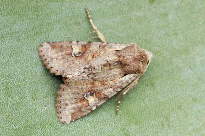 Apamea sordens