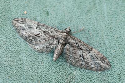 Eupithecia oxycedrata