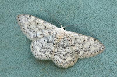 Scopula marginepunctata
