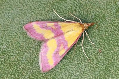 Pyrausta virginalis