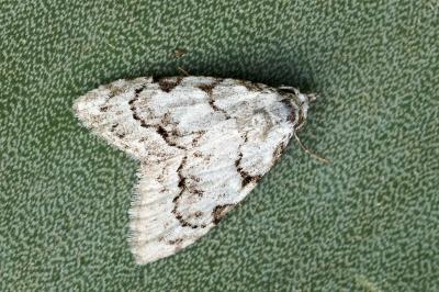 Nola confusalis