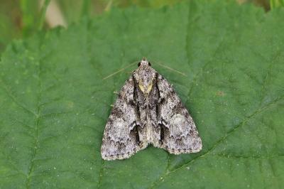 Acronicta strigosa