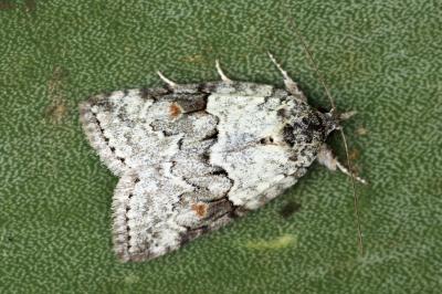 Nycteola revayana