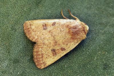 Hoplodrina octogenaria