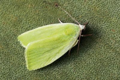 Earias clorana