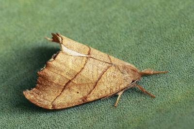 Falcaria lacertinaria