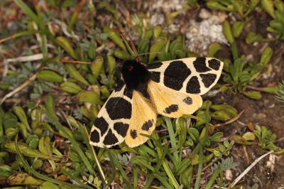 Arctia flavia