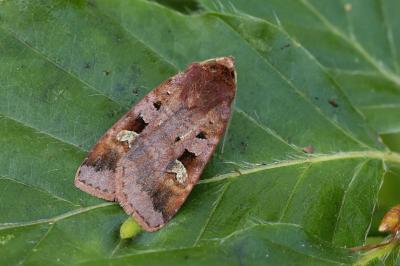 Diarsia brunnea