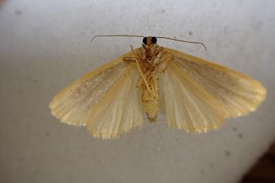 Manulea pseudocomplana