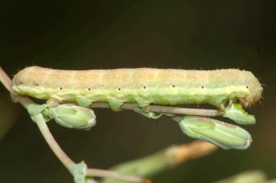 Hecatera dysodea