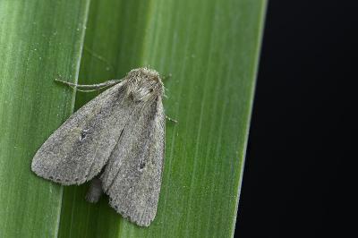 Archanara dissoluta