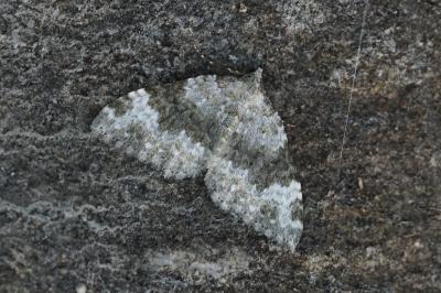 Coenotephria tophaceata tophaceata